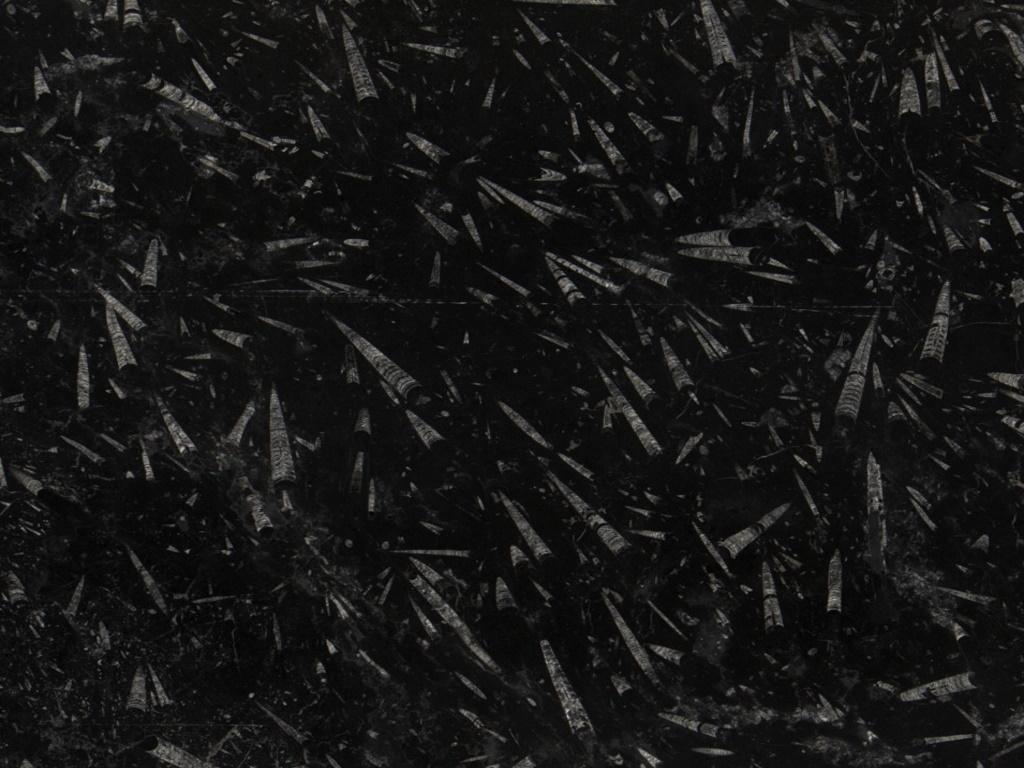BLACK FOSSIL MARBLE
